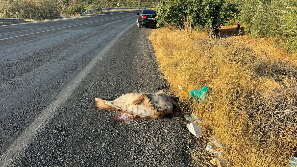 Şanlıurfa’da aracın çarptığı çizgili sırtlan telef oldu! Nesli tükenmek üzere…