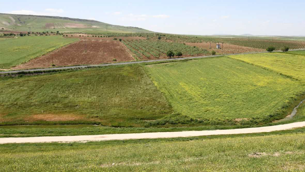 Şanlıurfa’da üreticilere müjde! Destek artıyor