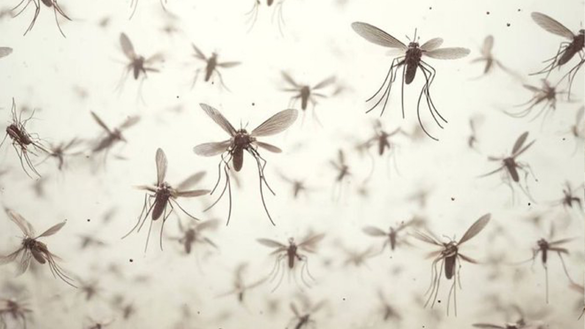 Uyandılar ve hala ciddi bir ilaçlama yok!