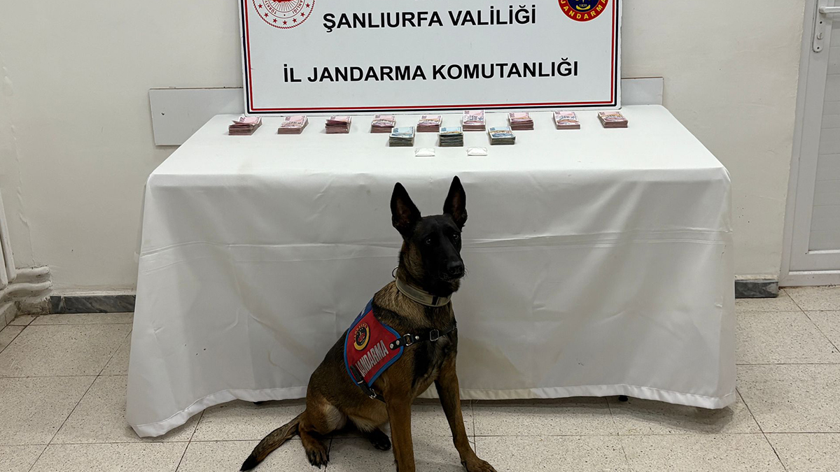 Şanlıurfa’nın 2 ilçesinde jandarmadan narkotik baskını!