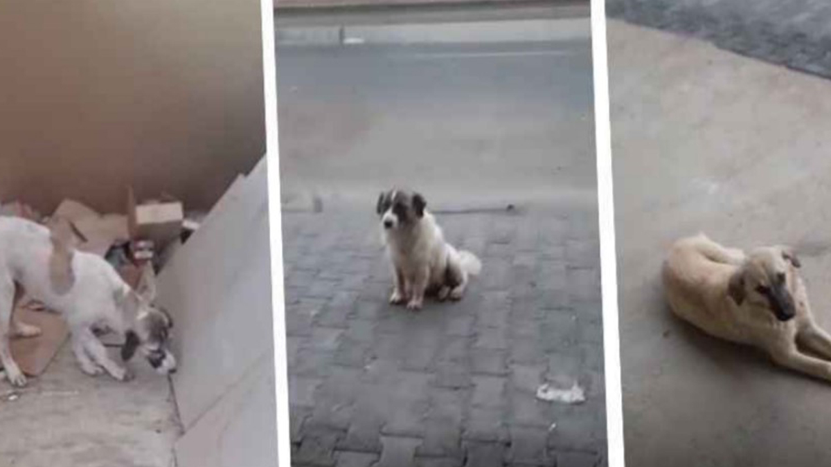 Vali Şıldak açıkladı! Şanlıurfa’da kaç sokak hayvanı toplatıldı?