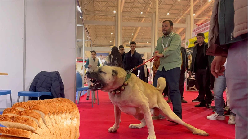 Şanlıurfa’da 12 ton ekmek israf olmadan gureghlere verildi!