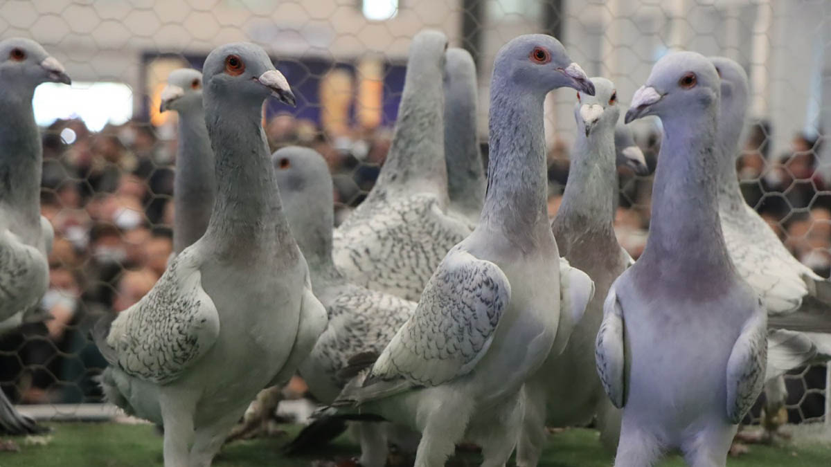 Şanlıurfa’da 6500 yıldır hiç değişmeyen gelenek! Tek bir ıslıkla…