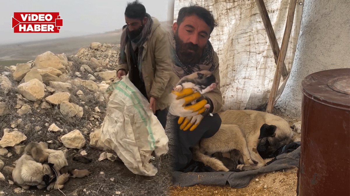 Şanlıurfa'da soğukta kalan yavrulara şefkat eli