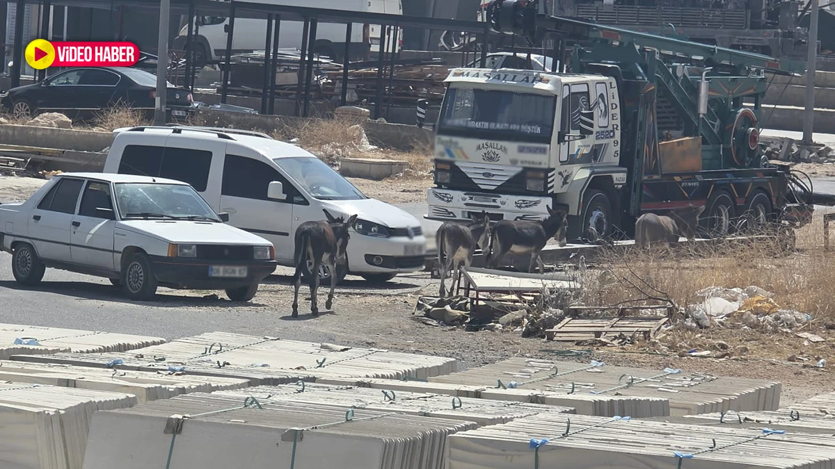 Şanlıurfa’da başıboş eşekler bölgeyi mesken tuttu!