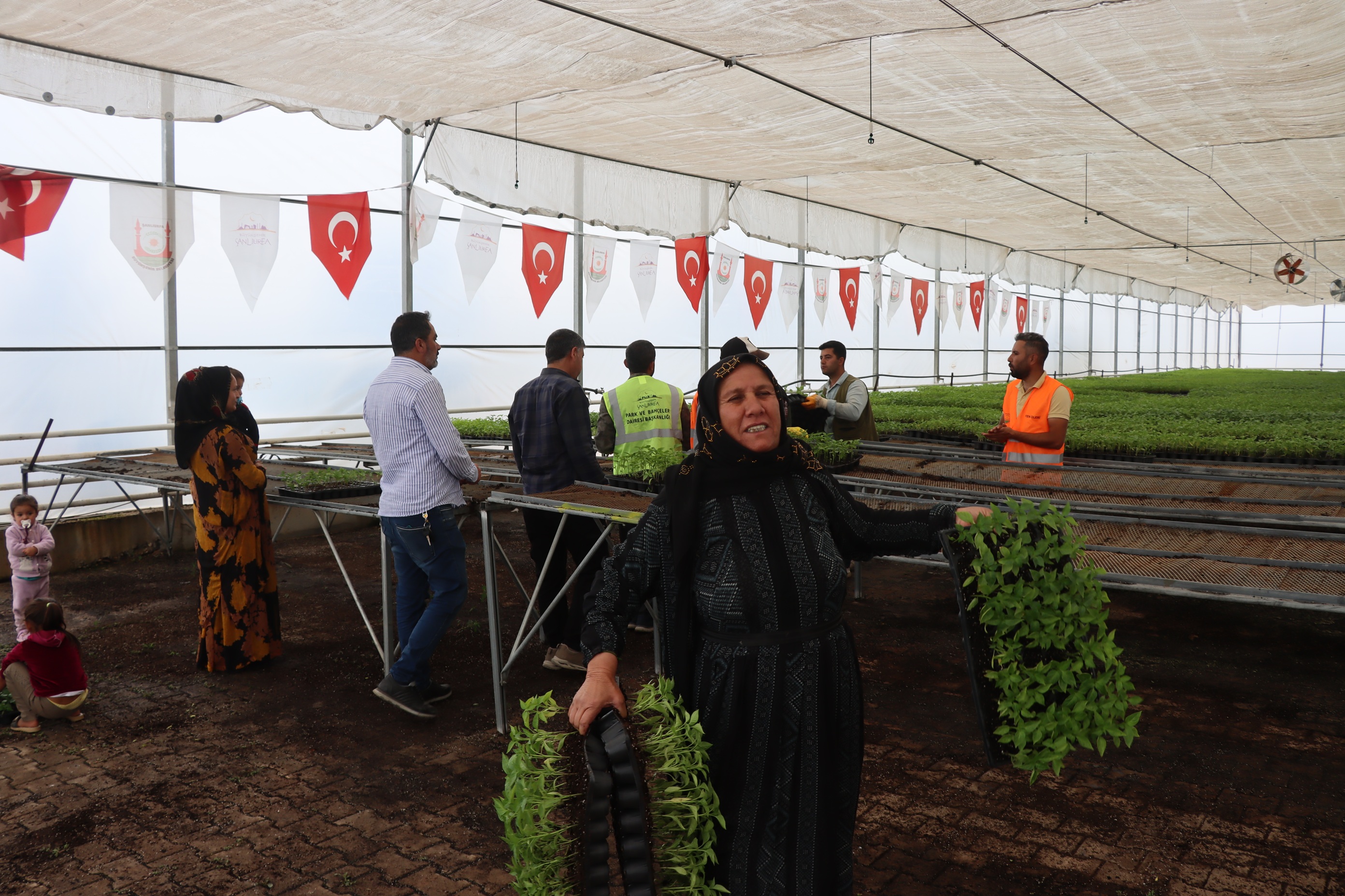 Acı biber tatlı destek! Binlerce Urfa biberi fidesi çiftçiye can suyu oldu