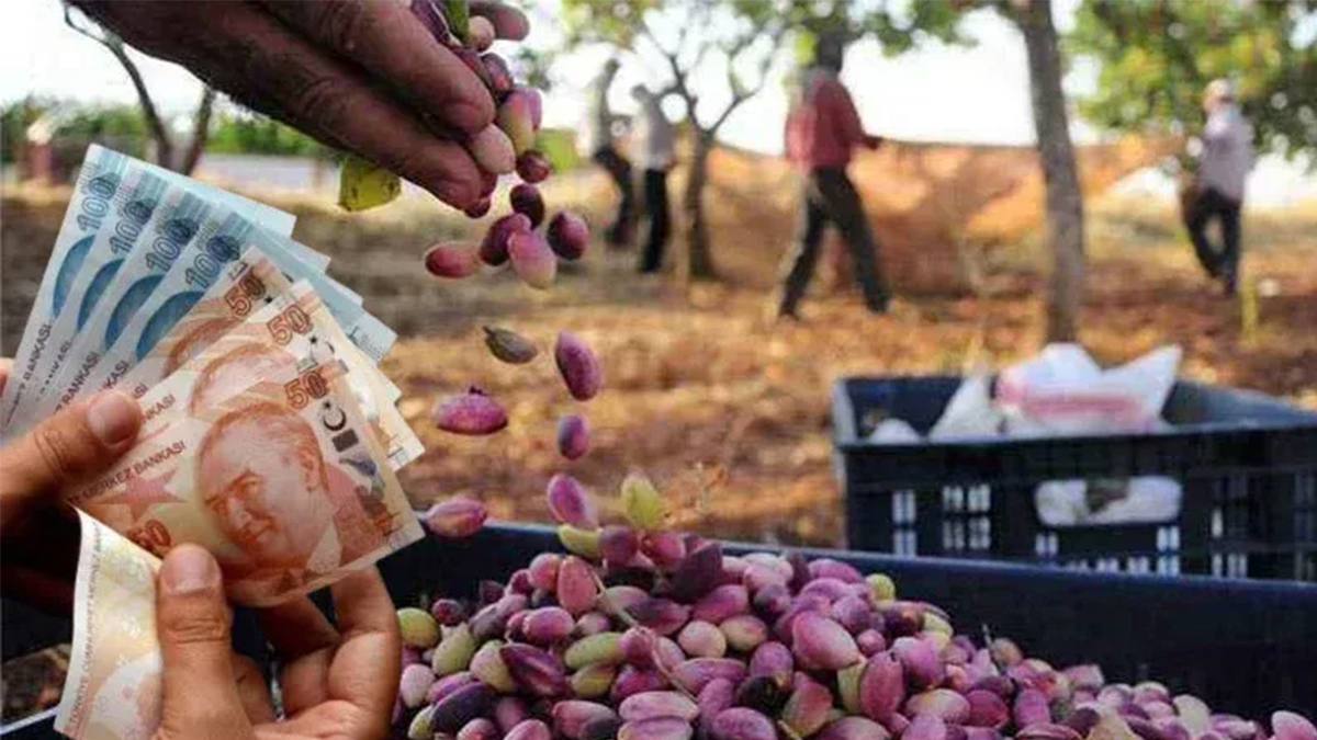 Beklenen rakamlar açıklandı: Şanlıurfa'da bu fiyatlar çiftçiye bayram ettirecek!