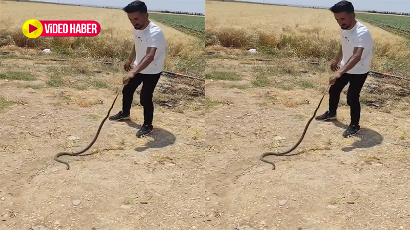 Şanlıurfa’da bu mahalleyi yılanlar bastı! Vatandaşlar şaşkına döndü