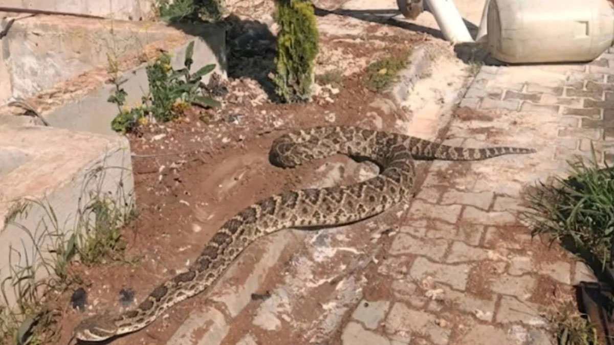 Şanlıurfa’da çadırında dev yılanla karşılaştı! Yaptığı şey görenleri şoke etti