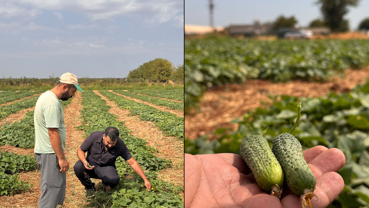 Şanlıurfa’da çiftçinin yeni kazanç kapısı: Ekim alanları büyüyor
