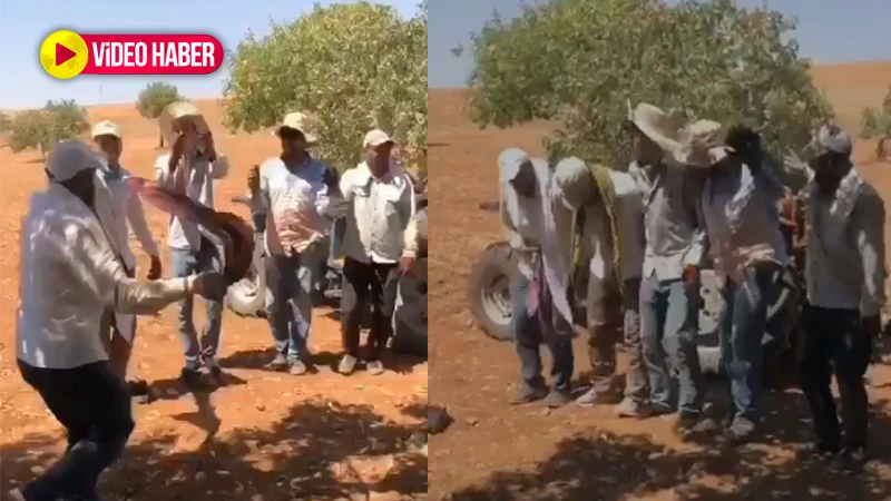 Şanlıurfa’da coşkulu fıstık hasadı halaylarla başladı