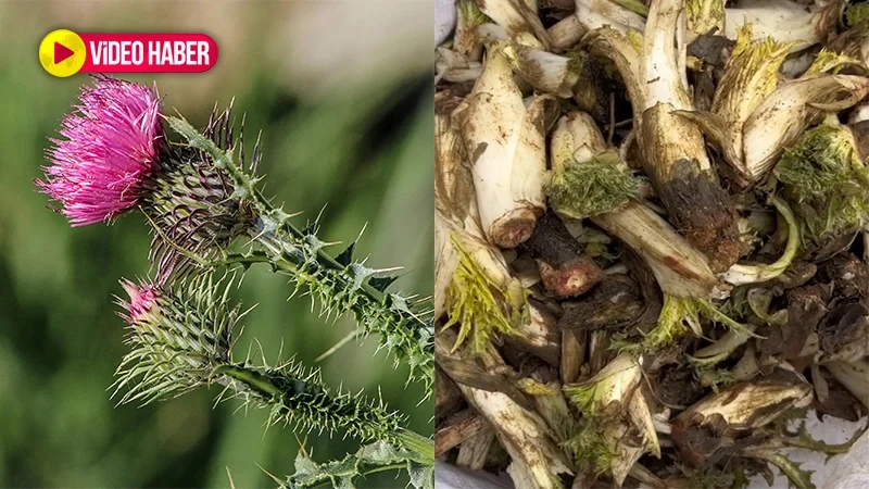 Şanlıurfa'da doğanın en pahalı otu! Kendiliğinden yetişiyor
