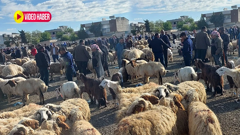 Şanlıurfa’da durum görünenden daha vahim: ‘Kurbanlık krizi’ kapıda