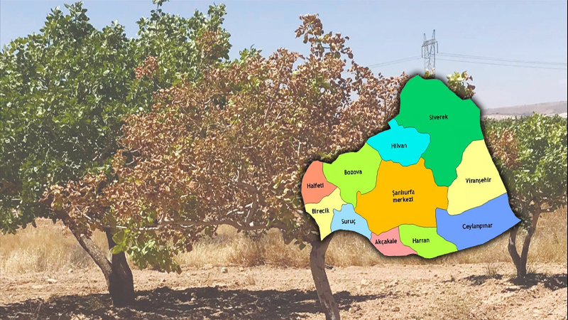 Şanlıurfa’da durum vahim! Milyarlık servet göz göre göre kuruyor