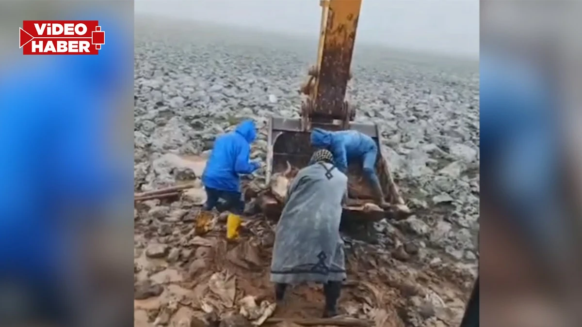 Şanlıurfa’da ekipler çamura saplanan inek için seferber oldu