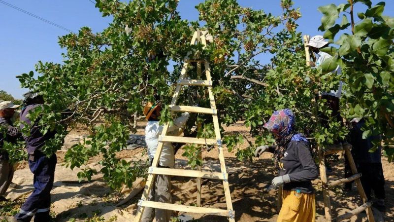 Şanlıurfa’da fıstık fiyatları el yakıyor! Tutabilene aşk olsun…