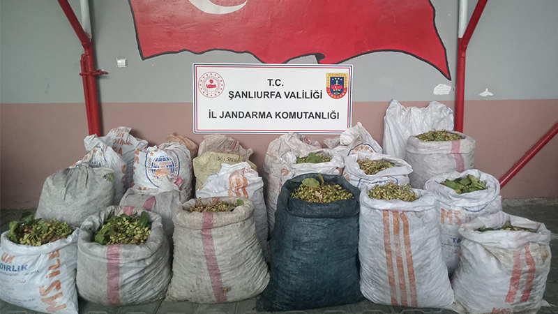 Şanlıurfa’da fıstık hırsızlarına suçüstü!