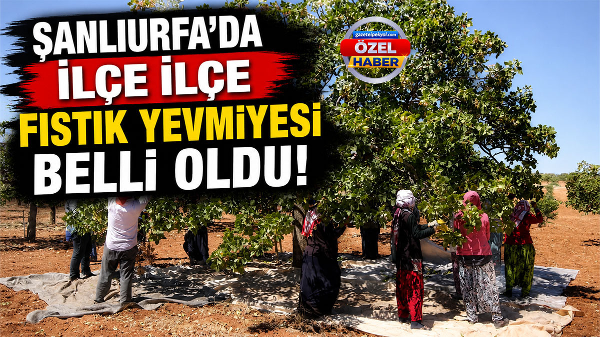 Şanlıurfa’da fıstıkta yevmiye şaşkınlığı! Aynı iş, aynı şehir, farklı para