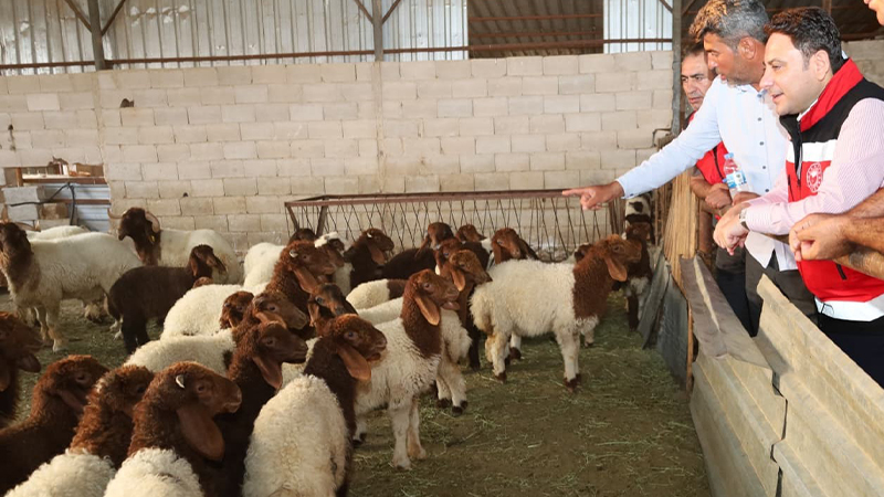 Şanlıurfa’da halk elinde hayvan ıslahı uygulanıyor