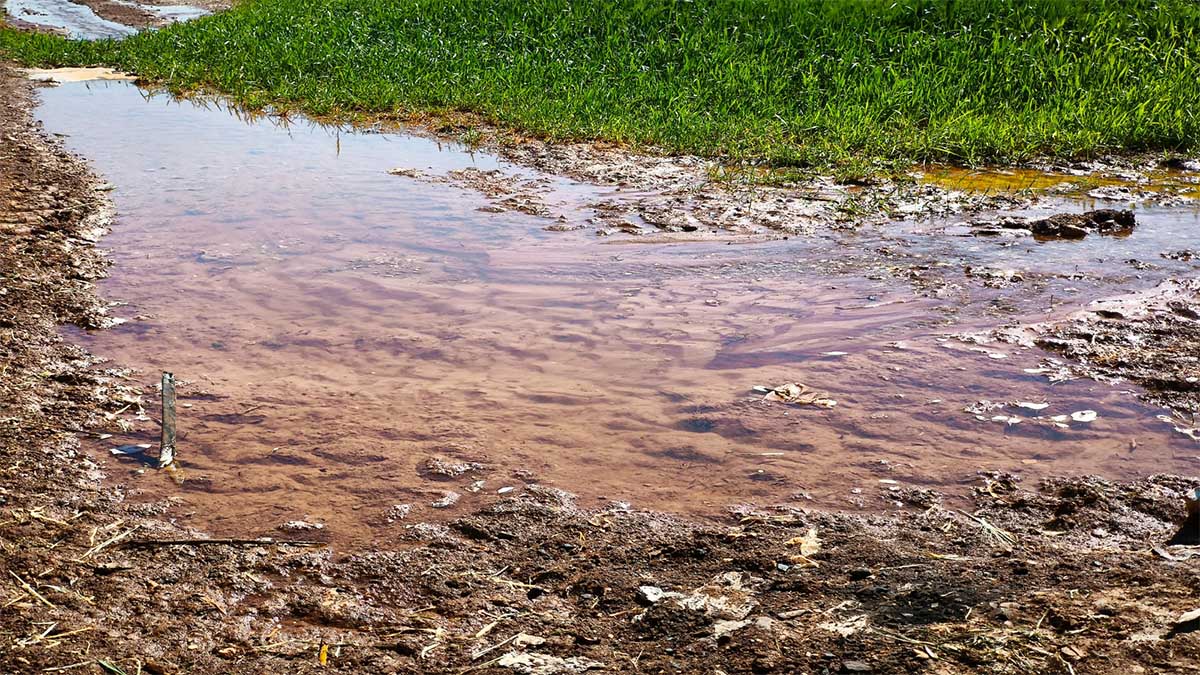 Şanlıurfa’da "inat" uğruna gelen felaket! Bakanlık yasakladı, onlar dinlemedi