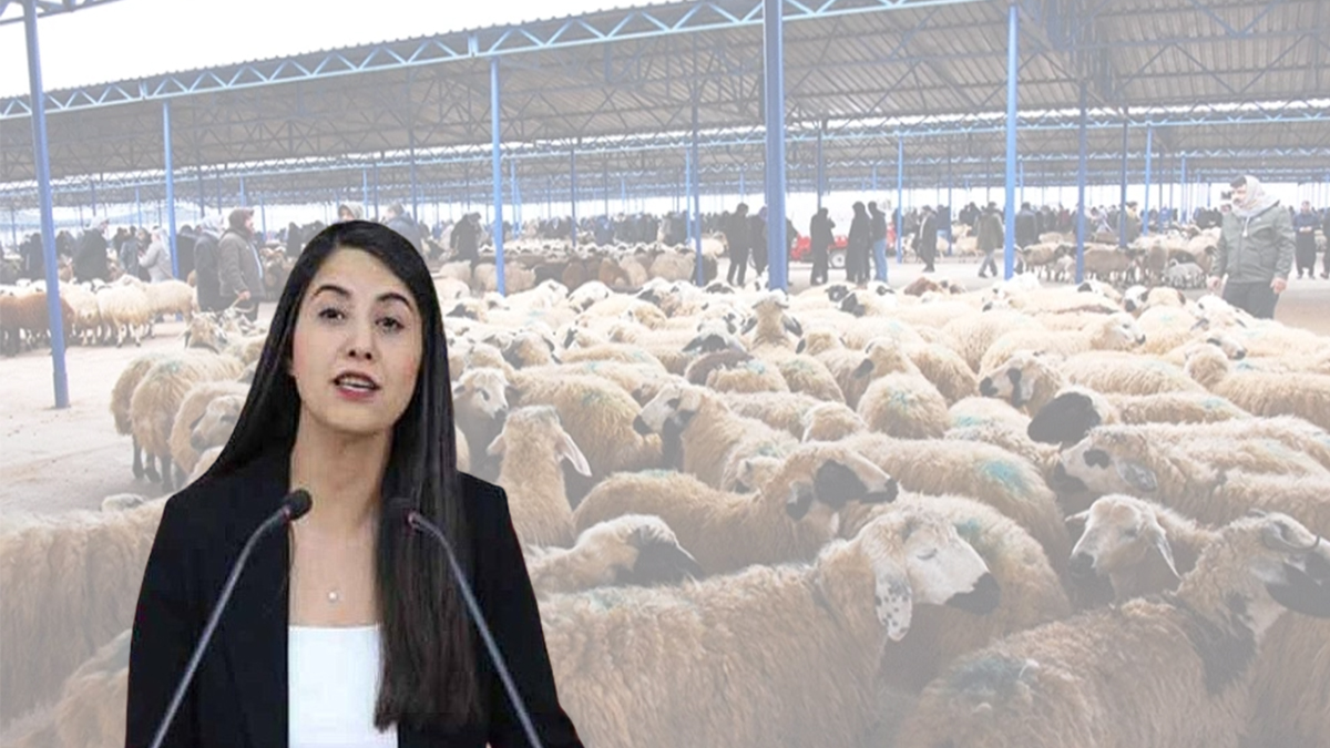 Şanlıurfa’da 'kayıt dışı' ve 'hijyen' alarmı! Vekil Ayan, hayvancılığı bitiren tehlikeyi TBMM'ye taşıdı