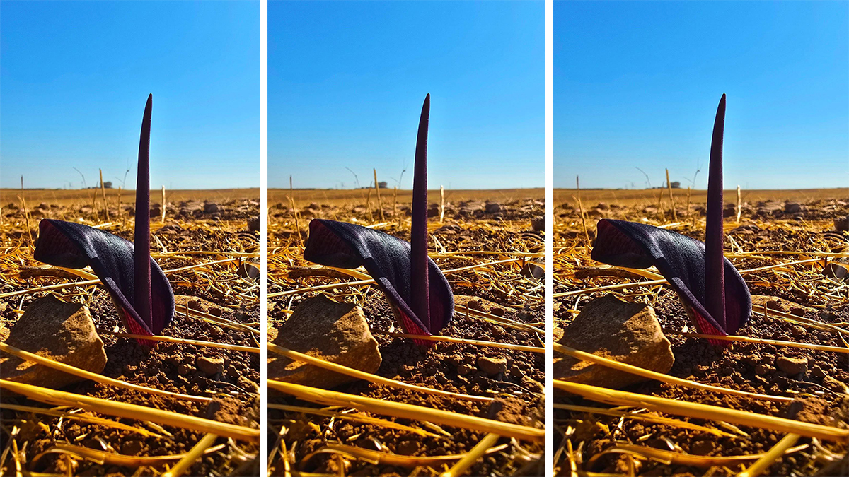 Şanlıurfa’da kendiliğinden yetişen şifalı bitki: Yılan bıçağı nedir, hangi hastalıklara iyi gelir?