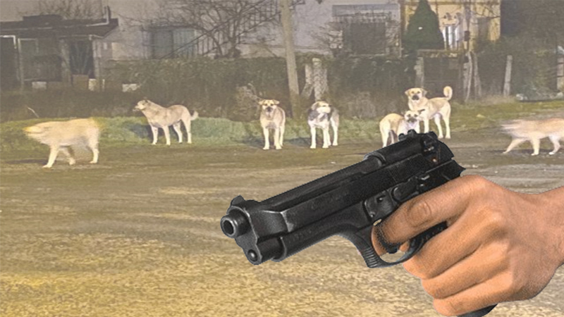 Şanlıurfa'da köpeklere karşı silah kullanılıyor