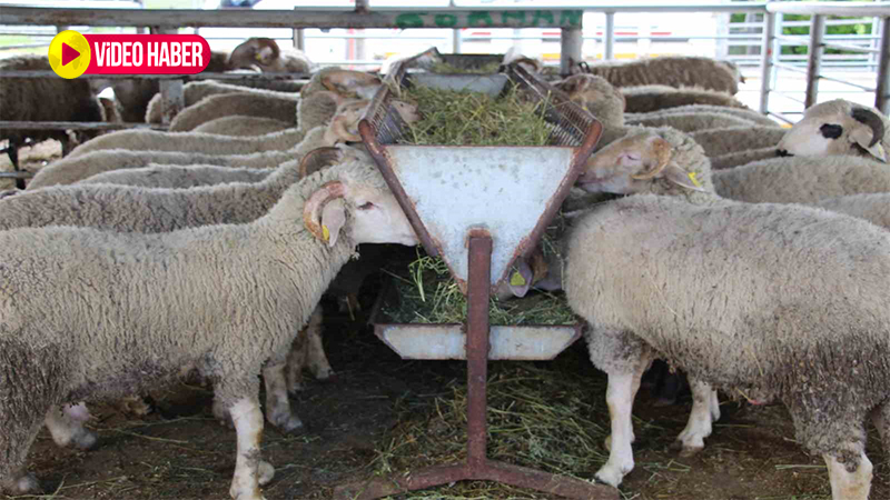 Şanlıurfa’da Kurban Bayramı öncesi durum vahim!