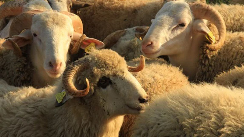 Şanlıurfa’da kurban kesim ve satış yapılacak mahalleler belli oldu