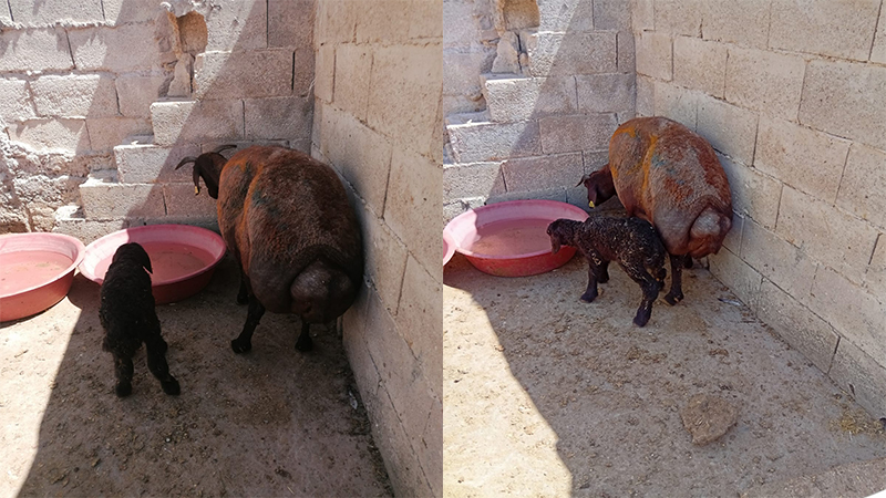 Şanlıurfa'da kurbanlık koyun canını böyle kurtardı!