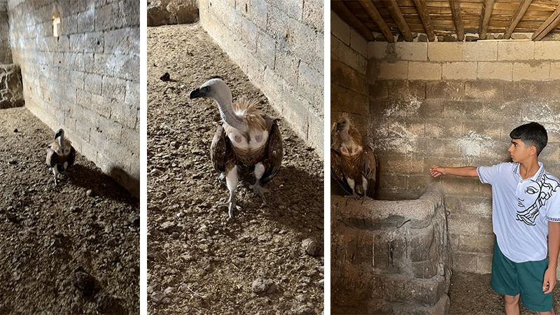 Şanlıurfa’da nadir tür: Akbabaya şefkat eli