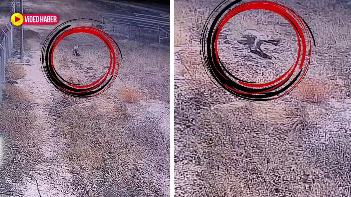 Nesli tükenme tehlikesi ile karşı karşıya! Şanlıurfa’da böyle görüntülendi