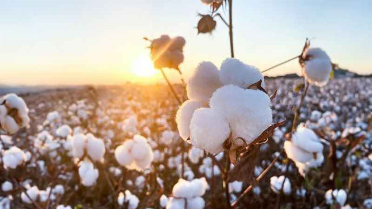 Şanlıurfa’da pamuk üreticilerine modern tarım eğitimi
