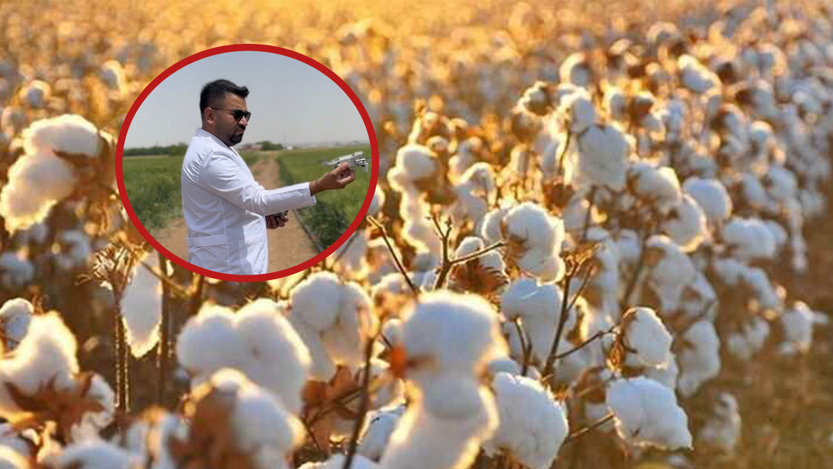 Şanlıurfa'da pamukta rekor verimin şifresi açıklandı! İşte altın kurallar