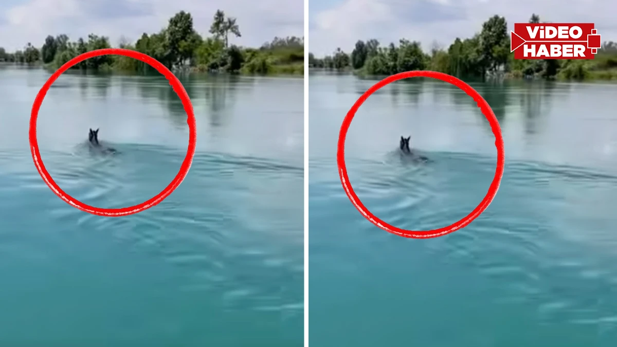 Şanlıurfa’da şaşkına çeviren görüntü: Fırat Nehri’nin ortasında…