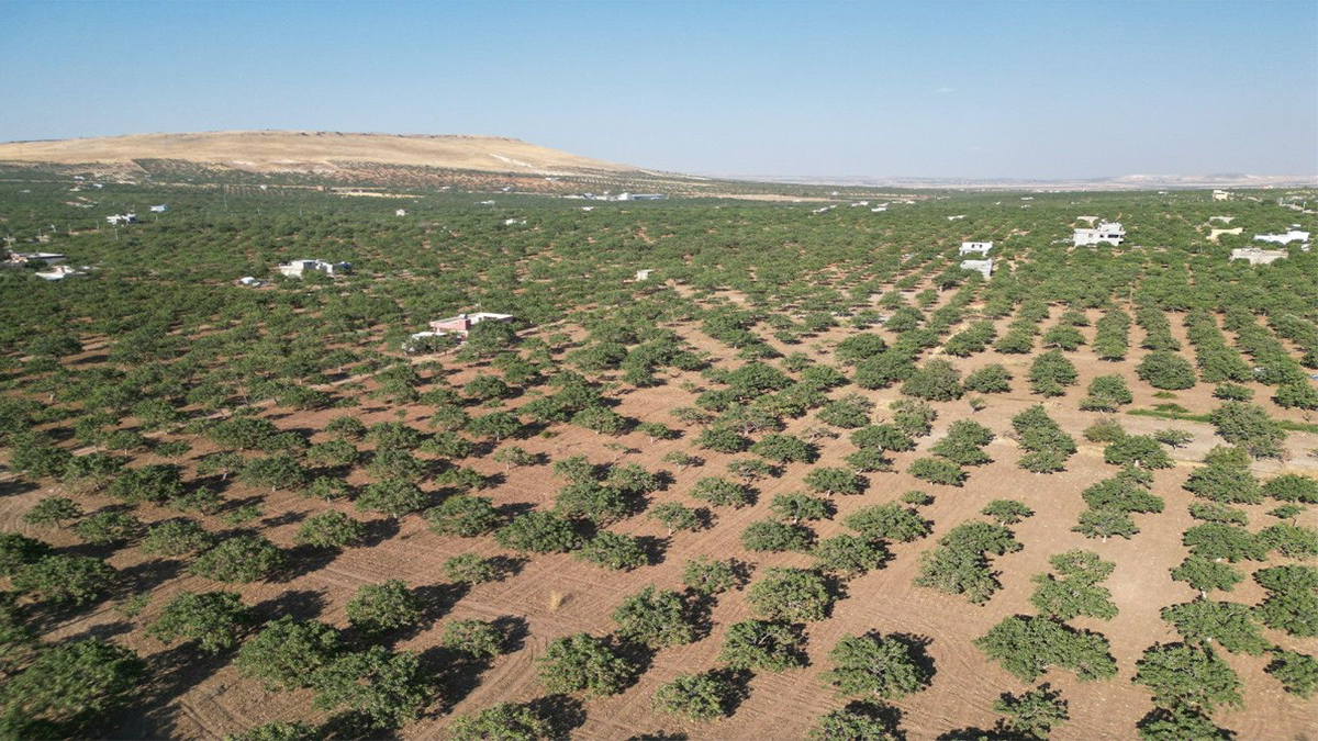 Şanlıurfa'da tarım arazisi talanına geçit yok! 15.6 milyon TL ceza, 4 yıkım kararı