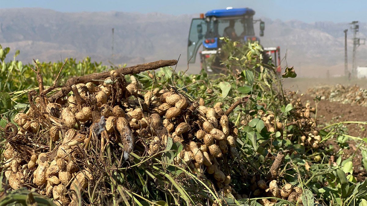 Şanlıurfa’da topraktan adeta bereket fışkırdı! Verim çiftçiye bayram ettirdi