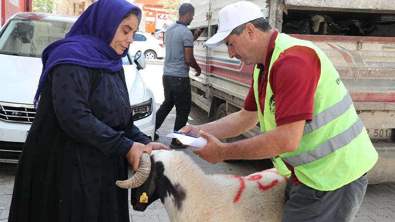 Şanlıurfa’da ücretsiz kurbanlık dağıtıldı!