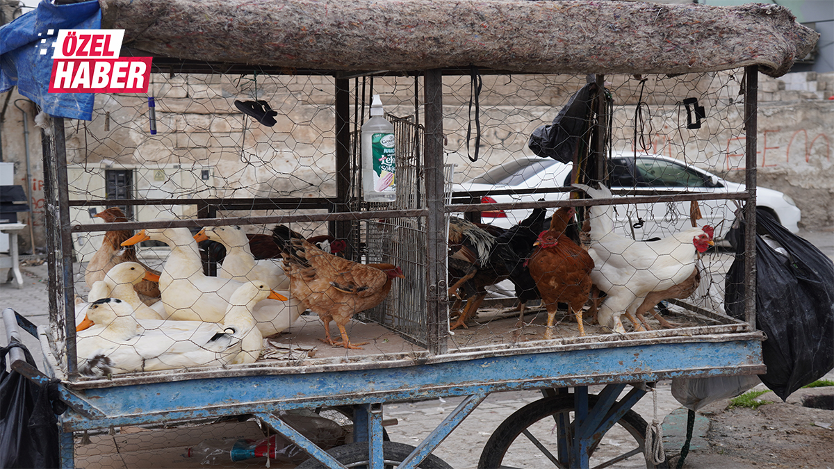 Şanlıurfa’da vatandaş çareyi canlı tavukta buldu!