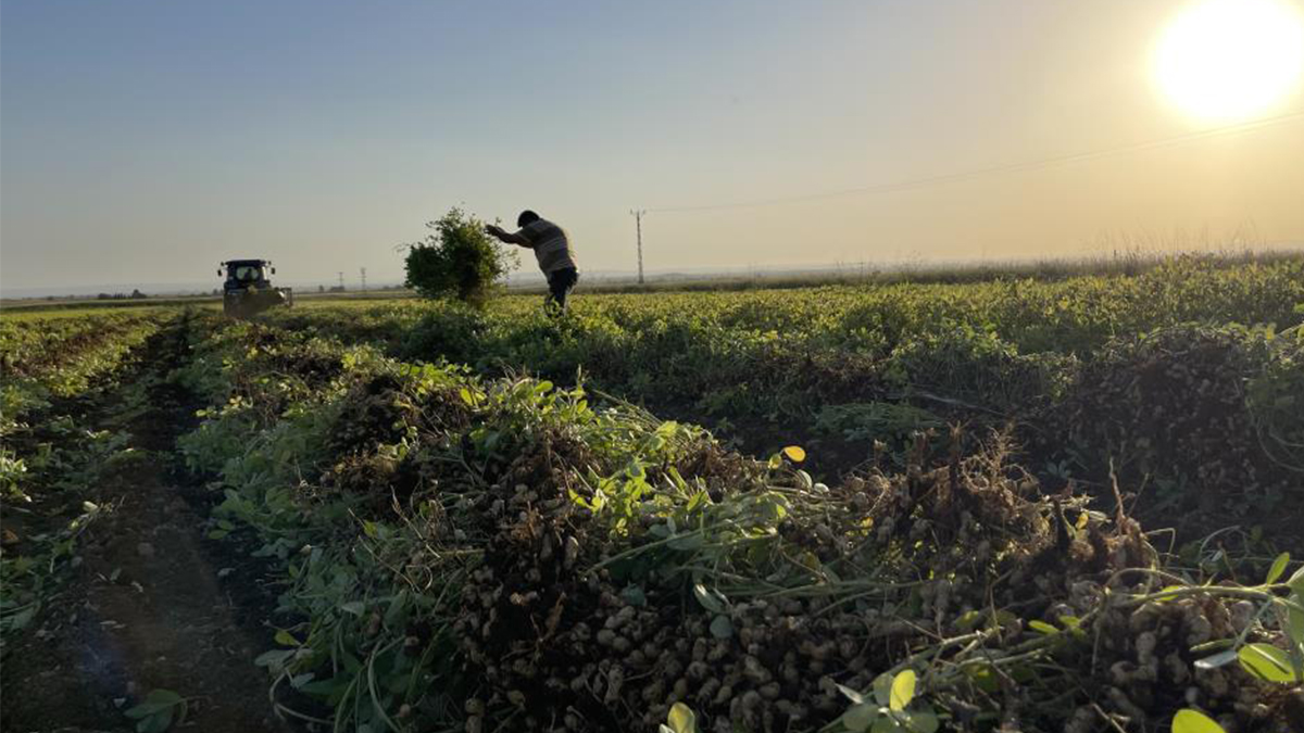 Şanlıurfa’da verim beklentiyi aştı! Ekili alan 60 kat arttı