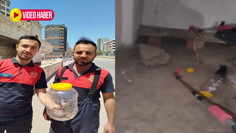 Şanlıurfa’da yılan istilası resmen başladı! Evlerin içine kadar girdiler