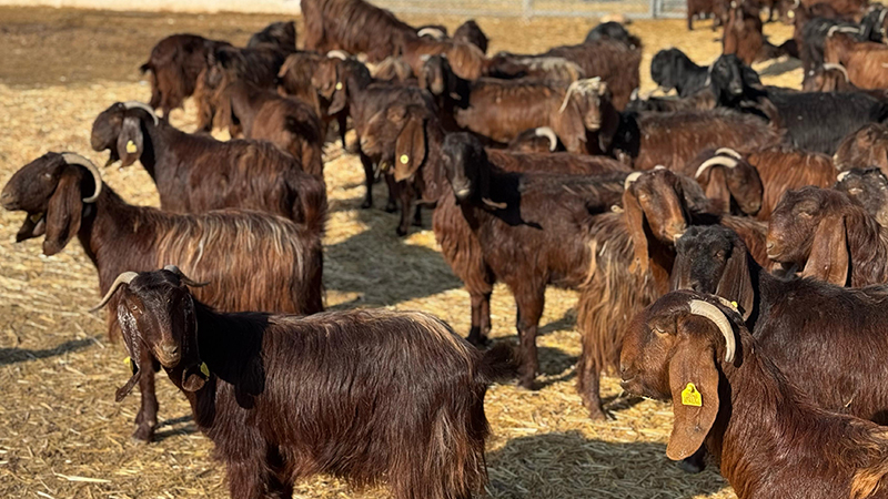 Şanlıurfa’da yüzlerce oğlak satılacak! Fiyat ve ihale tarihi belli oldu