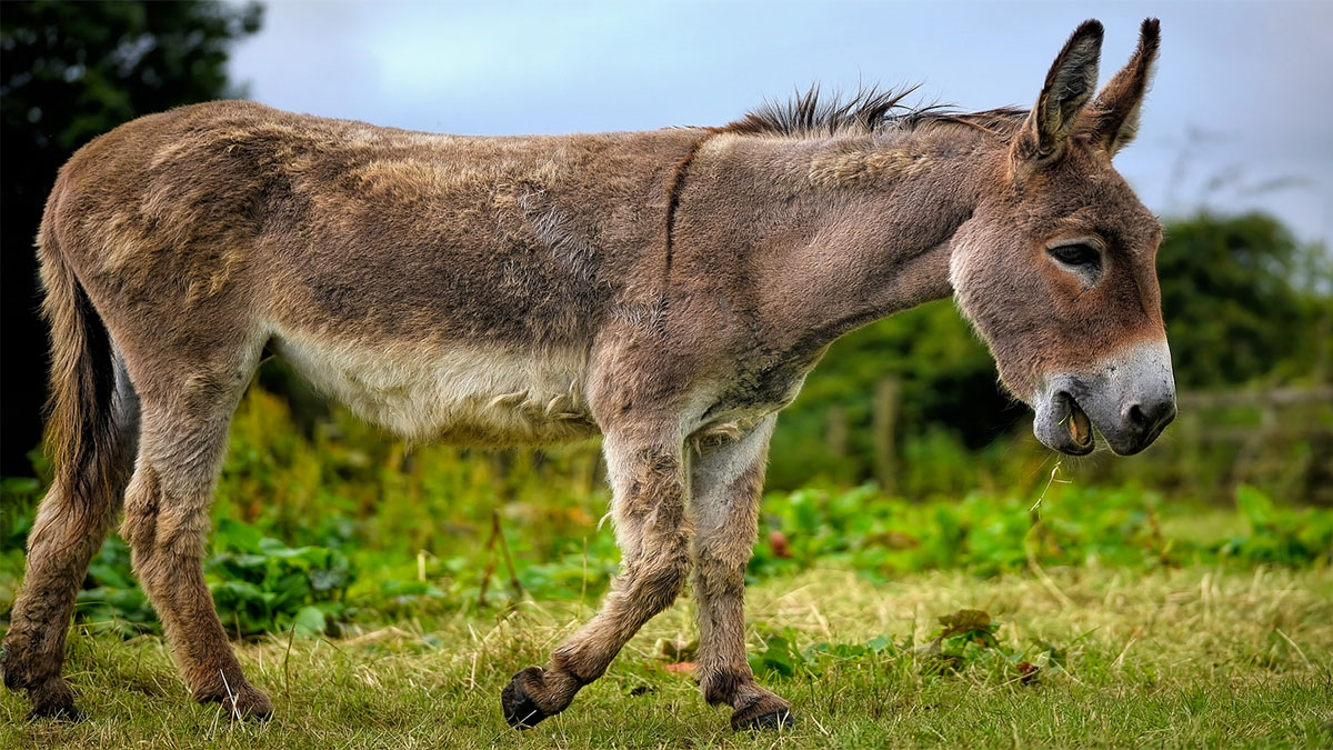 Şanlıurfa’daki eşek sayısı belli oldu!