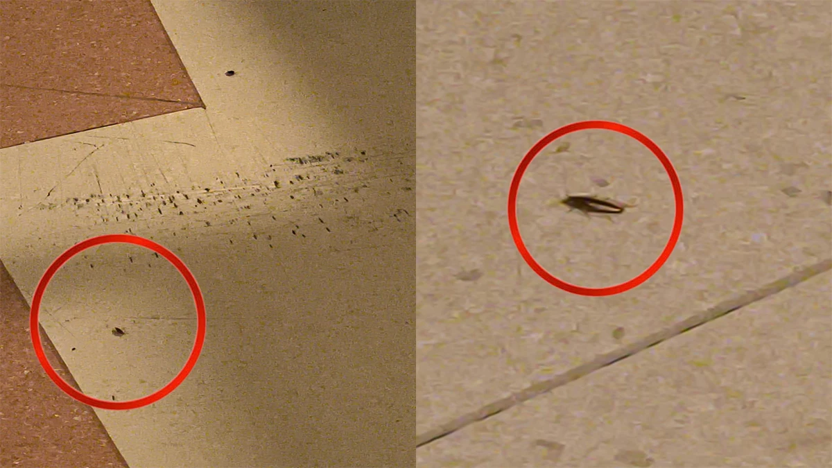 Şanlıurfa'daki hastanede istenmeyen misafirlerle mücadele başladı