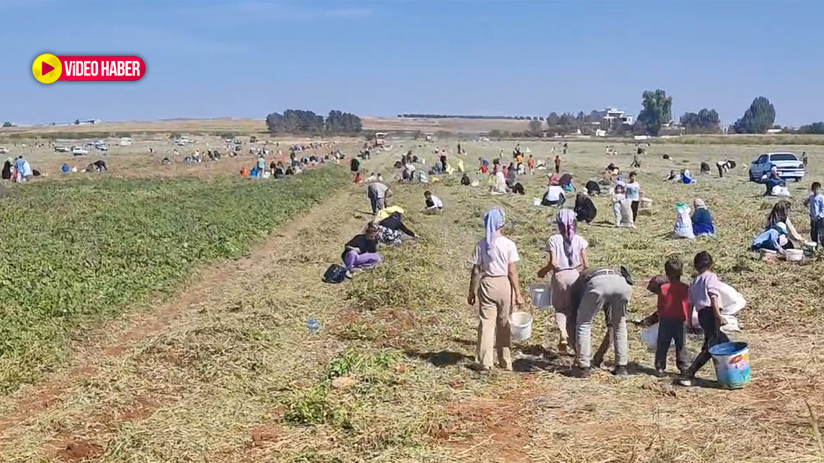 Şanlıurfalı çiftçi tarlasını vatandaşa açtı!  Haberi duyan çuvalıyla koştu
