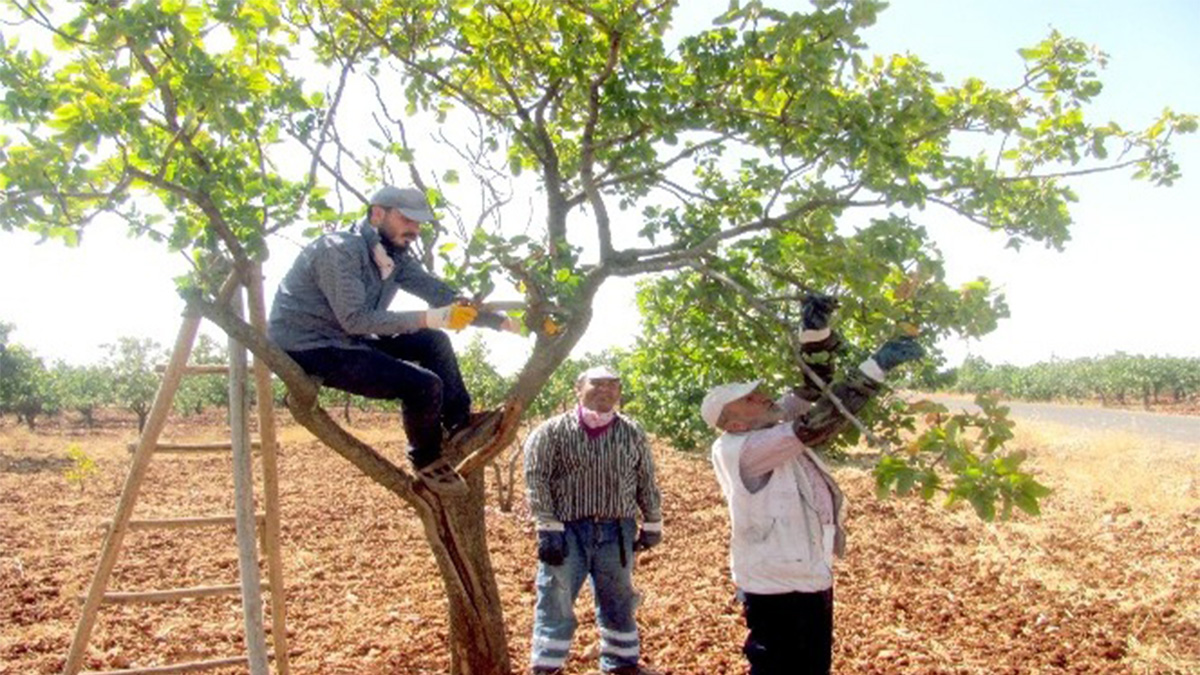 Şanlıurfalı fıstık üreticileri bilmeden 'katliam' yapıyor! Milyonluk servet tehlikede