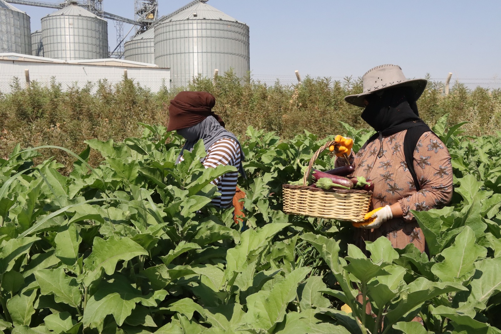 Şanlıurfa’nın ata yadigarı ürünleri belediye eliyle hayat buldu