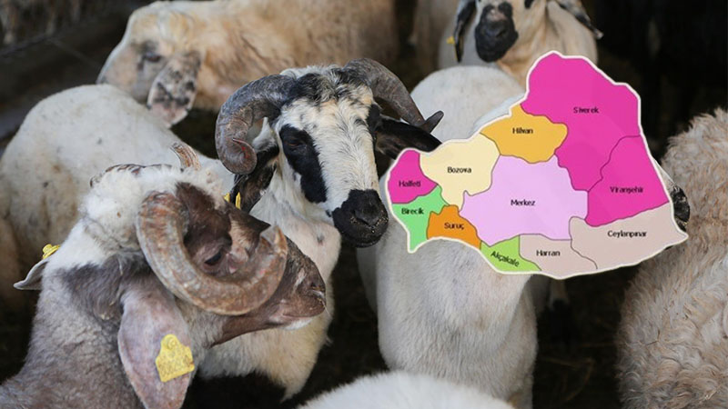 Şanlıurfa’da bu yerler dışında kurban kesilmeyecek!