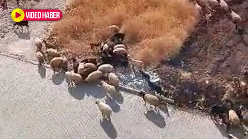 Şanlıurfa'nın göbeğinde şaşırtan görüntü