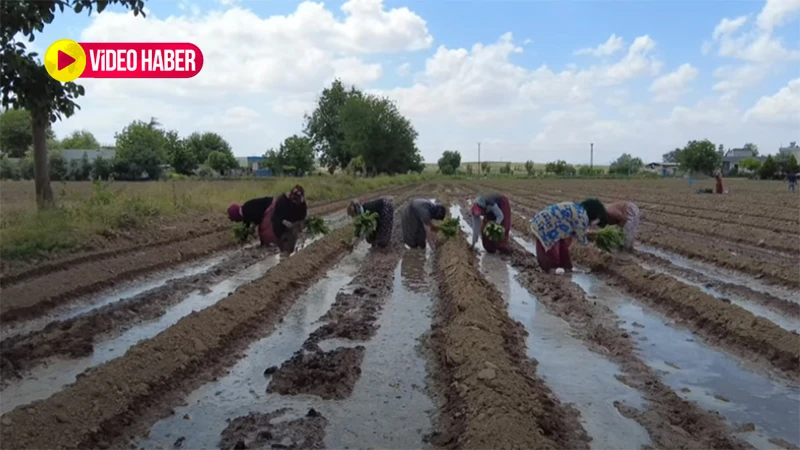 Şanlıurfa’nın tescilli lezzeti toprakla buluştu! Yurt dışında da revaçta